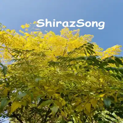 دانلود آهنگ  سبزه به ناز می آید نوش آفرین
