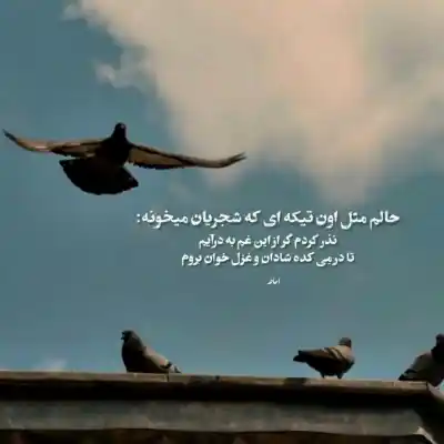 دانلود آهنگ  میشه پرنده باشی، اما رها نباشی