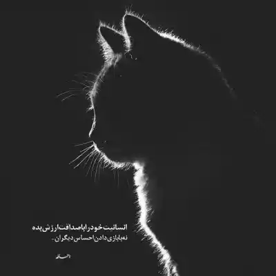 دانلود آهنگ  یکی یدونه دل من عو عی عا با صدای گربه اینستاگرام