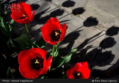 دانلود آهنگ  به لاله در خون خفته شهید دست از جان شسته