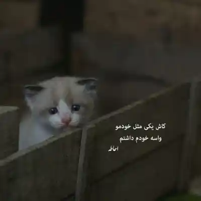 دانلود آهنگ  داستان من خلوت و دانیال و اکتاو و مسلک و علیراد و عاقبت