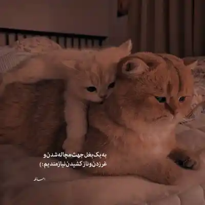 دانلود آهنگ  مامان صدف آی بله میایم تا هفت آی بله از فدی
