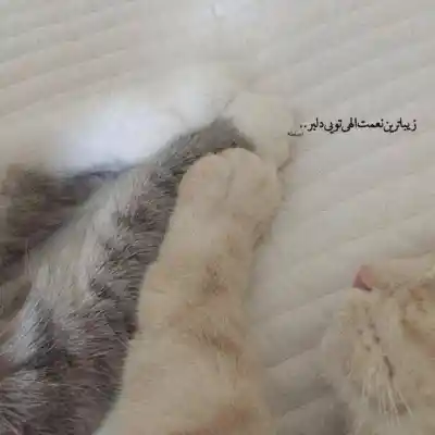 دانلود آهنگ  تو مثل بارونی من خود مردابم