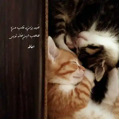 دانلود آهنگ جدید مجید اخشابی خانه به دوش کیفیت بالا mp3 دانلود آهنگ خانه به دوش