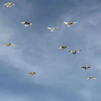 دانلود آهنگ  تهی ژیپ ژاپ ژوپ کودتاگر