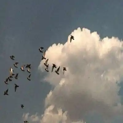 دانلود آهنگ  دیگه دوستت ندارم نه نه ندارم