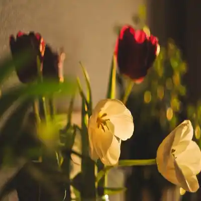دانلود آهنگ  تو بلد بودی منو همه چی چفت منه