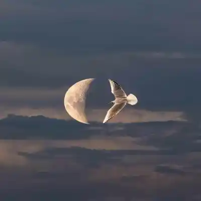 دانلود آهنگ  دیدم تو یه نگاه عشقتو مجید رضوی
